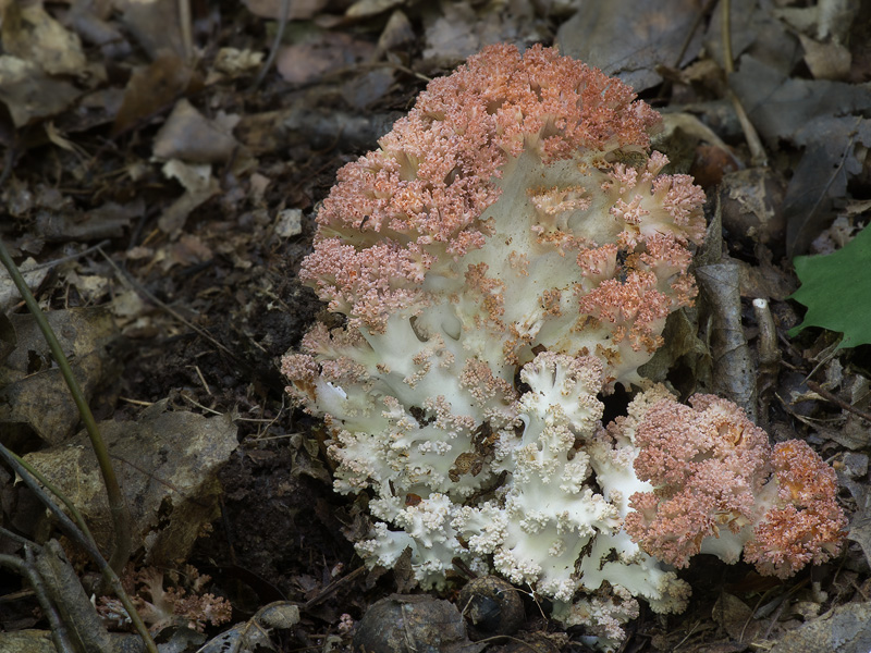 Ramaria botrytis